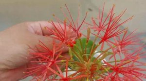 Скадоксус/ От покупки до цветения