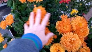 Белг 12-13. Корейская кустовая хризантема