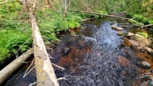 Форелевая рыбалка в лен. области. Столько форели я в жизни не видел! Ручей бурлил от форели!