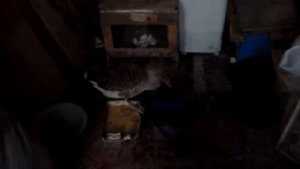 Кормление гусыни сидящей на яйцах.