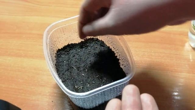 Выращивание пиретрума из семян. Посев семян пиретрума на рассаду. Часть 1. смотреть онлайн