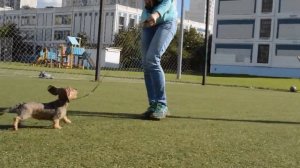 ТАКСА КРОЛИЧЬЯ ЖЕСТКОШЕРСТНАЯ др 31.03.2017