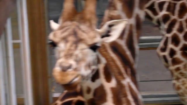 WB690 Video HD Samsung Camera - Video 2 смотреть онлайн