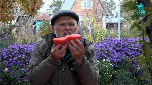 Томаты Калабрези