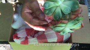 UNBOXING SESSION: Korean Succulents by AnniesSucculentsShop