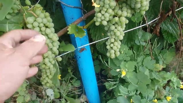 Как Выращивать Виноград  технический у себя на участке.