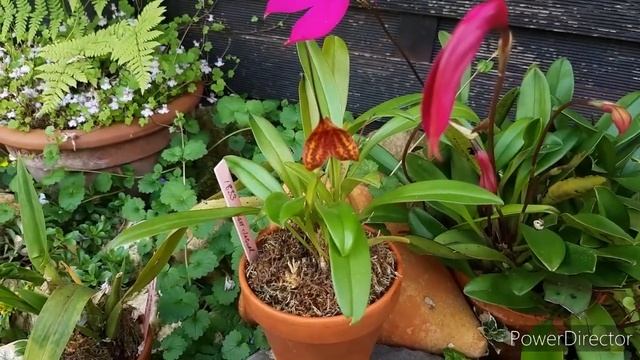 Первое цветение орхидеи Масдеваллия. Masdevallia Sunset Jaguar.