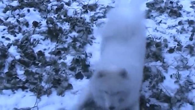 Самоедская Лайка играет в снегу