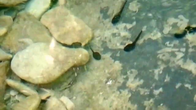 Геленджик - река Жане и её водопады + дольмены