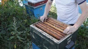Как быстро исправить семью трутовку, ЛЁГКИЙ и эффективный СПОСОБ.