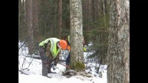 Валка леса, помощник вальщика с винтовым клином, 2020 год.