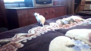 Просыпайся мой хозяин это я твой телефон