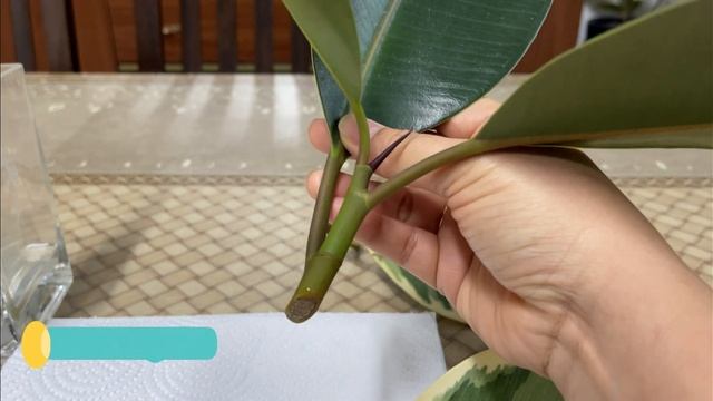 Grafting and Stem Propagation of Rubber Plants (Ficus elastica 'Robusta' and 'Tineke')
