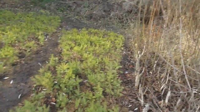 ВЫСОХ КАНАЛ, КОЛОДЦА НЕ ХВАТАЕТ. Продолжение экскурсии по даче. смотреть онлайн