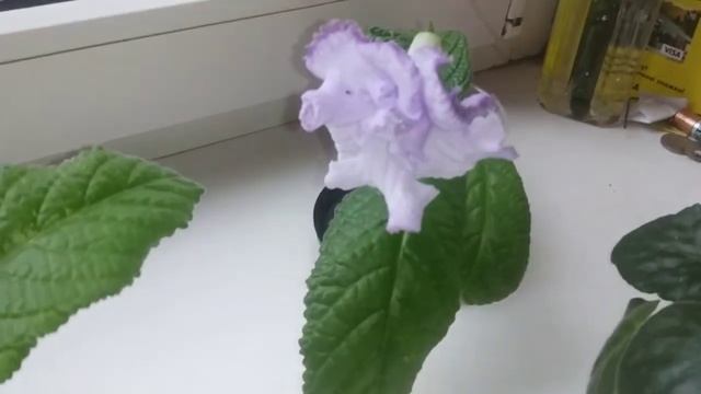 Обзор моих стрептокарпусов и фиалок. Dem-King Arthur, Dem-Lancelot, DS-Blue Dragon. смотреть онлайн