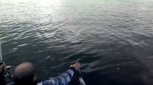 2012 Дальние Зеленцы морская рыбалка
