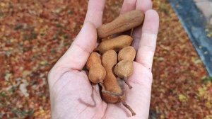 Тамаринд индийский или индийский финик. Tamarindus indica.