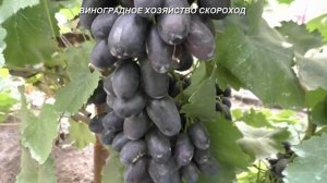 Сорта винограда 2020. Петр 1 - черный красавец раннего срока созревания
