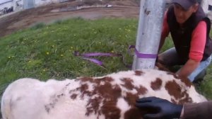 ОГРОМНАЯ ШИШКА У БЫКА. ЧТО ВНУТРИ???