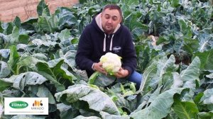 Цветная капуста Саборд