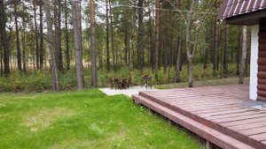 База отдыха лесное озеро