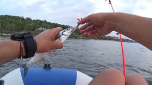 Замер скорости. Лодка СТЕЛС 275 АЭРО НДНД + Yamaha 2ЛС Поймали судака + чехонь на балансир