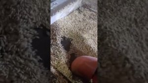 Зернодробилка роторная ,,Ротор ''