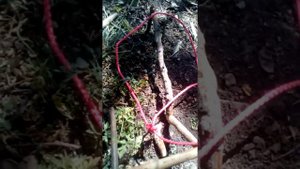 Как сделать ловушку для кролика