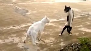 Кошки умеют ходить на двух лапах youtube original