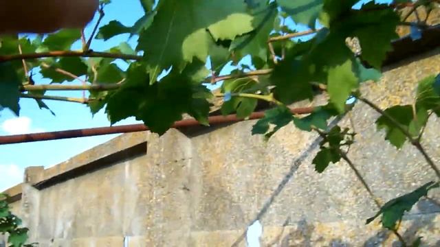 Сорт винограда "Ладанный-2" смотреть онлайн