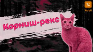 Корниш-рекс