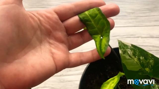 ?9?Сингониумы эсхинантус  бегонии - мои новинки и не только ?