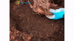 Сажайте пионы осенью ПРАВИЛЬНО