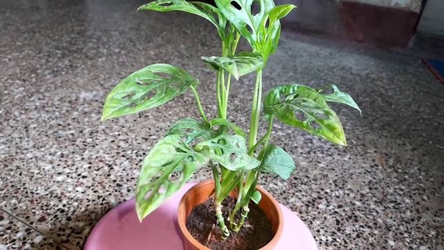 indoor plant collection | Best Low Light Indoor Plants for Home decorative purposes for beginners