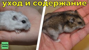 Джунгарский хомяк уход и содержание