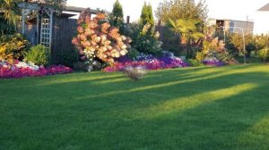 Метельчатая гортензия. Как сохранить укоренение черенков зимой.