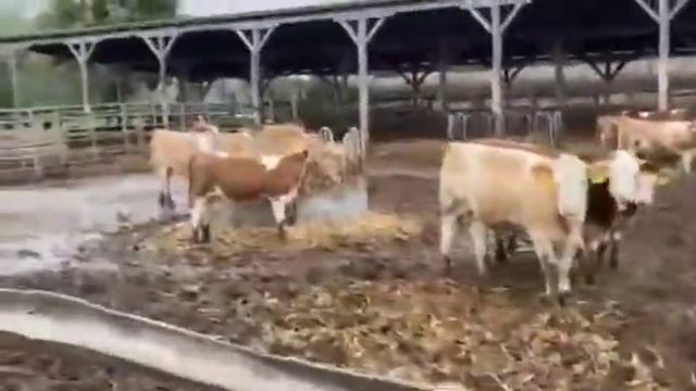 Колхоз по выращиванию породы Симментал продает КРС оптом по России и СНГ