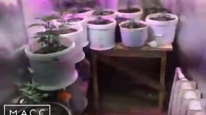 В ТЕРМАЛЬНОМ ВЫРАЩИВАЛИ КОНОПЛЮ