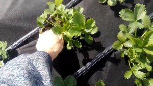 Особенности выращивания ремонтантной Клубники в средней полосе.