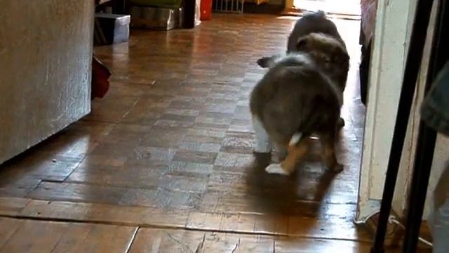 Щенки Лайт+Дэри, 7 недель смотреть онлайн