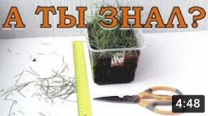 Как стричь ЛУК ПОРЕЙ? И нужно ли это делать???