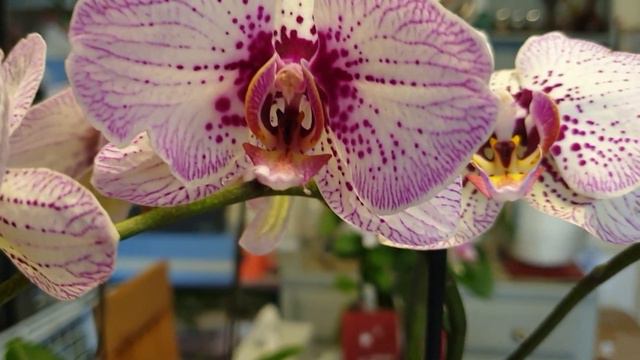 RESULT AFTER ORCHIDS TRANSPLANTATION /  РЕЗУЛЬТАТ ПЕРЕСАДКИ ОРХІДЕЙ
