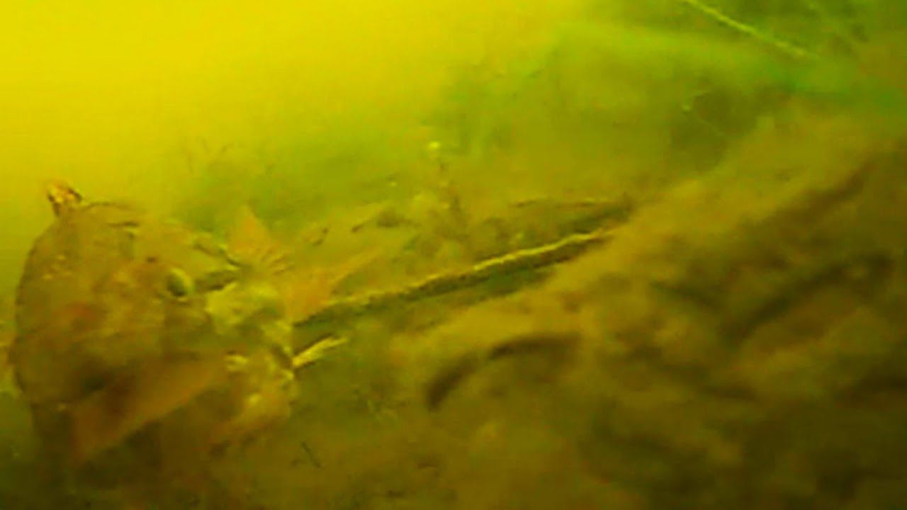 Чуть не СОЖРАЛ мою подводную камеру. Первый лёд 2023-24. Первая рыба зимнего сезона смотреть онлайн