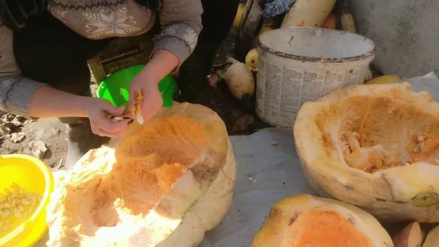 Тыквенный сезон.Собираю тыквенные семечки.