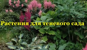 Растения для теневого сада