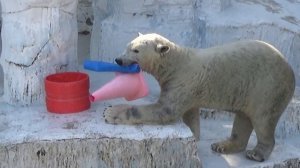 ホウちゃんは大胆かつ繊細な女の子です?良いお母さんになるでしょう【天王寺動物園】