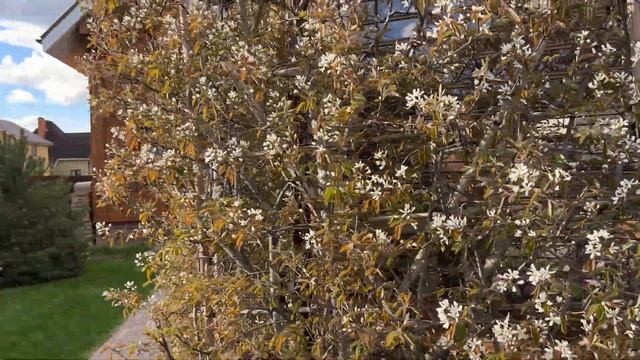 Ирга Ламарка ‘Amelanchier lamarckii’ смотреть онлайн