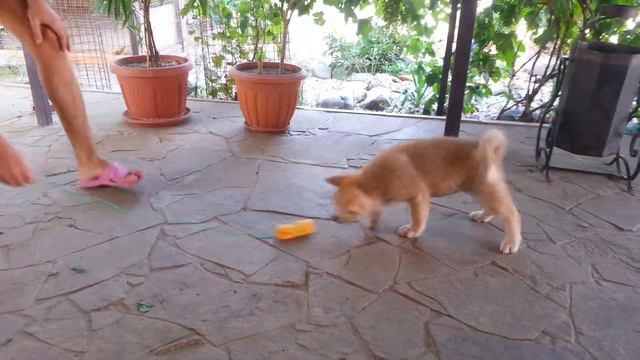 Продажа девочка акита ину. смотреть онлайн