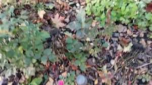 ЦВЕТЕНИЕ РОЗЫ РЭД МИКАДО ИЗ ЧЕРЕНКА. 16.10.2023 г.