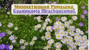 Миниатюрная Ромашка Брахикома (Brachyscome).?